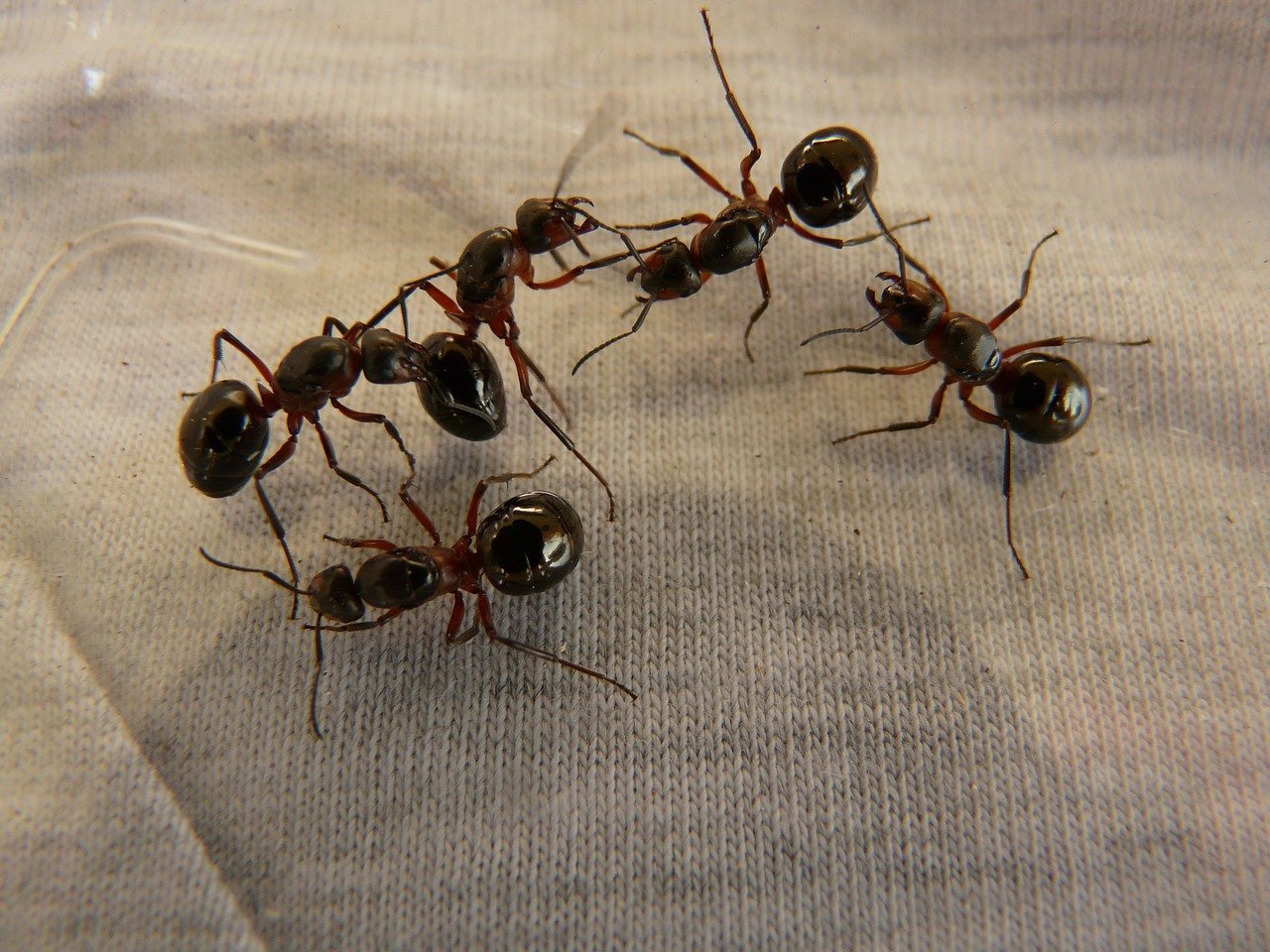 8 variétés de fourmis les plus répandues | EXTERMINATEUR FOURMIS